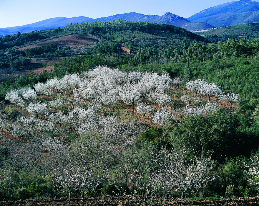 Sierra de Francia v provincii Salamanca - rozkvetlé třešně