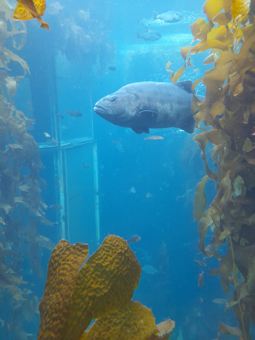 Na návštěvě v oceánu