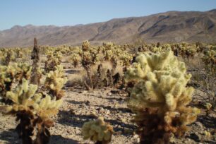 Twenty-Nine Palms: oáza plodnosti