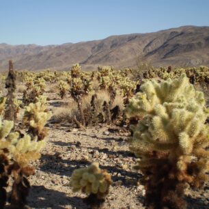 Twenty-Nine Palms: oáza plodnosti