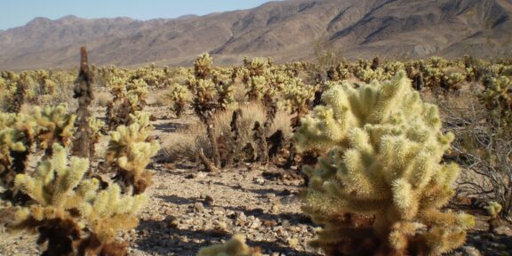 Twenty-Nine Palms: oáza plodnosti