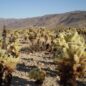 Twenty-Nine Palms: oáza plodnosti