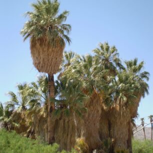 Twenty-Nine Palms: oáza plodnosti