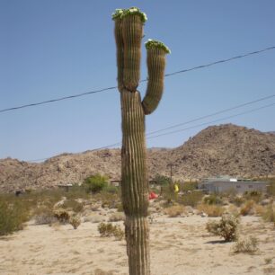 Twenty-Nine Palms: oáza plodnosti