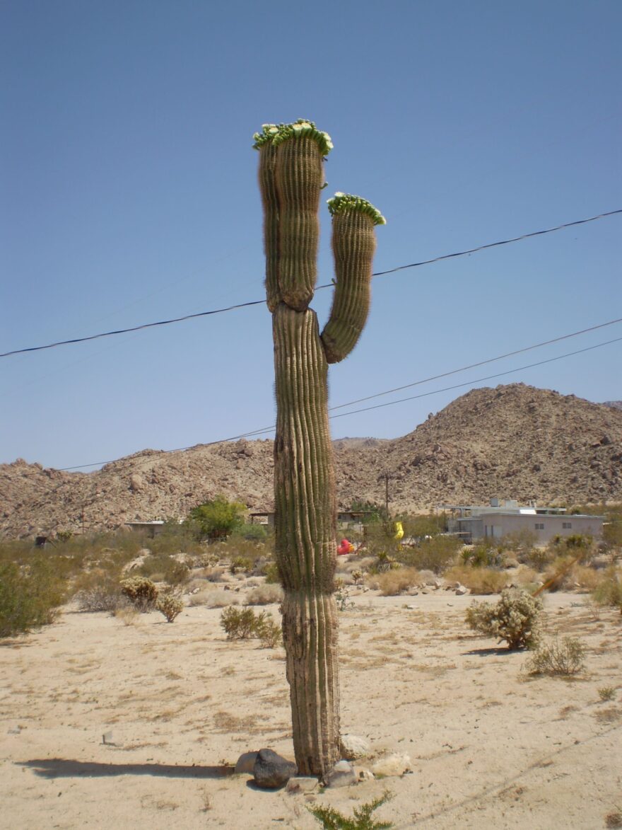 Twenty-Nine Palms: oáza plodnosti