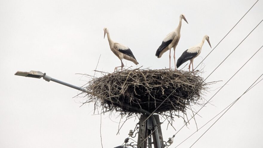 Čáp bílý – Neoficiální král polského venkova