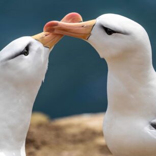 Albatros černobrvý