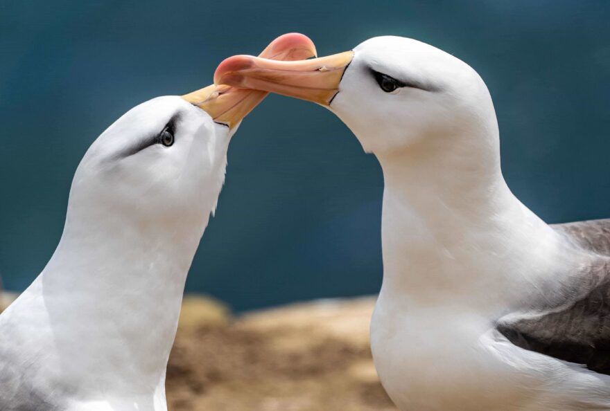 Falklandy: na konec světa za tučňáky, albatrosy a opravdovým dobrodružstvím. Foto: Jamie Coleman