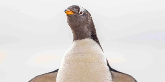 Falklandy: na konec světa za tučňáky, albatrosy a opravdovým dobrodružstvím