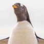 Falklandy: na konec světa za tučňáky, albatrosy a opravdovým dobrodružstvím