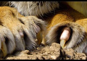 Divoká srdce v ústecké zoo