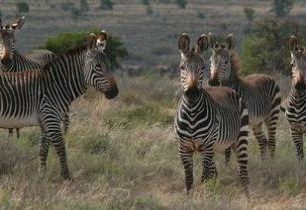 Za opičkami do Jihoafrické republiky