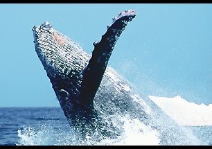 Tanec modrých andělů