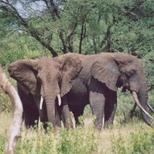 Zážitky z Tanzanie - 3. díl