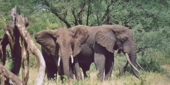 Zážitky z Tanzanie &#8211; 3. díl