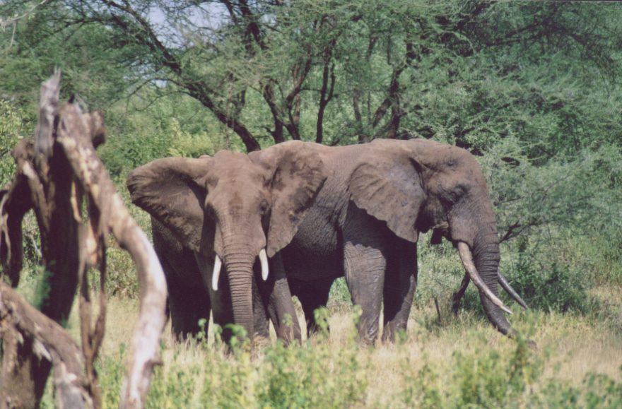 Zážitky z Tanzanie - 3. díl
