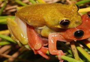 Za žábami do hor Kamerunu