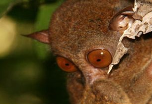 Loučíme se s nártouny na Boholu