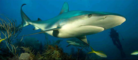 Potápění na Kubě