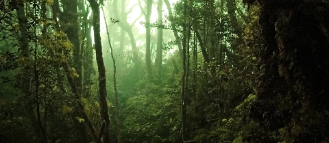 6 dnů bloudění džunglí Bornea &#8211; očima ztracené Jindry!