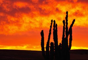 Pan de Azucar: Tam, kde lišky dávají dobrou noc