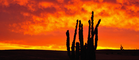 Pan de Azucar: Tam, kde lišky dávají dobrou noc