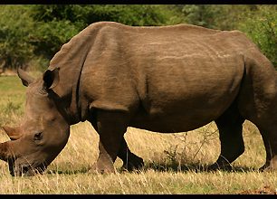 Do sprchy s nosorožčí rodinkou