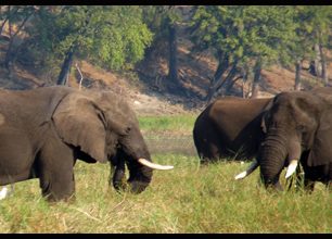 Řeka Chobe před západem slunce