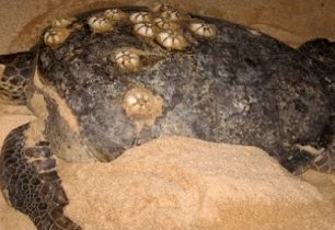 Kterak jsem se vydala do Mexika zachraňovat želvičky