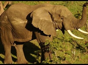 Jak si užít safari a pařit na Zanzibaru