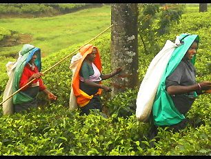 Finty a podvody: Směnárník na Srí Lance