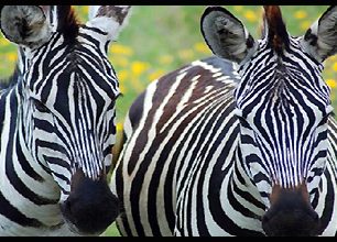 Fotoreportáž: Barvy Tanzanie