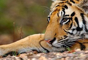 TOP 7 safari ve světě