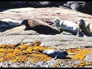 Na Aljašce vám medvědi popřejí dobrou noc