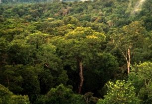 Guarana je energií amazonského pralesa