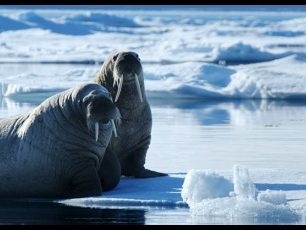 Na Špicberkách slunce nezapadá