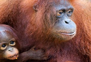Borneo: V rezervaci Orang Jungle už zachránili 600 ohrožených orangutanů. 