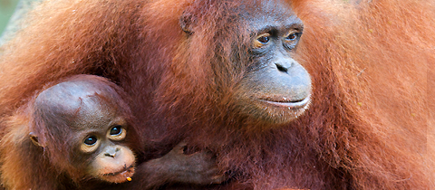 Borneo: V rezervaci Orang Jungle už zachránili 600 ohrožených orangutanů.