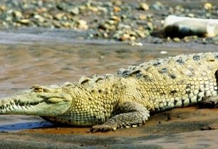 Kostarika: Už jste krmili krokodýla z ruky?