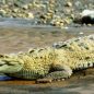 Kostarika: Už jste krmili krokodýla z ruky?