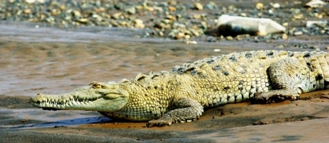 Kostarika: Už jste krmili krokodýla z ruky?