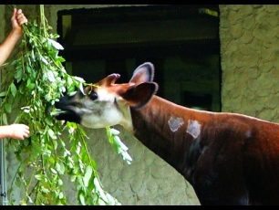 Africký jednorožec okapi: Konžský duch pralesa žije.