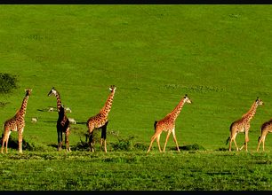 Jak cestovat v keňské rezervaci Maasai Mara