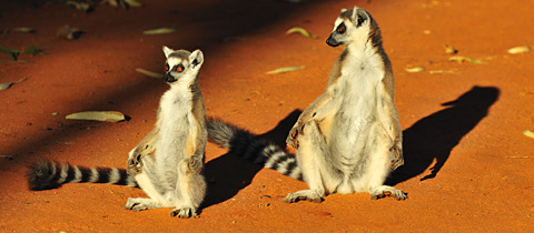 FOTOREPORTÁŽ: Krásy divokého ostrova Madagaskar