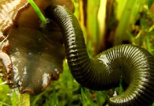 Nikdy více thajské pijavice