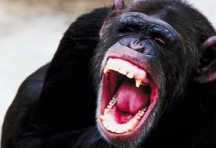 Frodo - šimpanz, kterému zachutnalo lidské maso