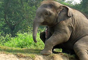Stopnula slona v nepálské džungli. Utekla sexuálnímu obtěžování