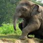 Stopnula slona v nepálské džungli. Utekla sexuálnímu obtěžování