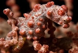 10 nejlepších potápěčských destinací v Indonésii