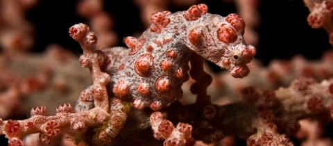 10 nejlepších potápěčských destinací v Indonésii